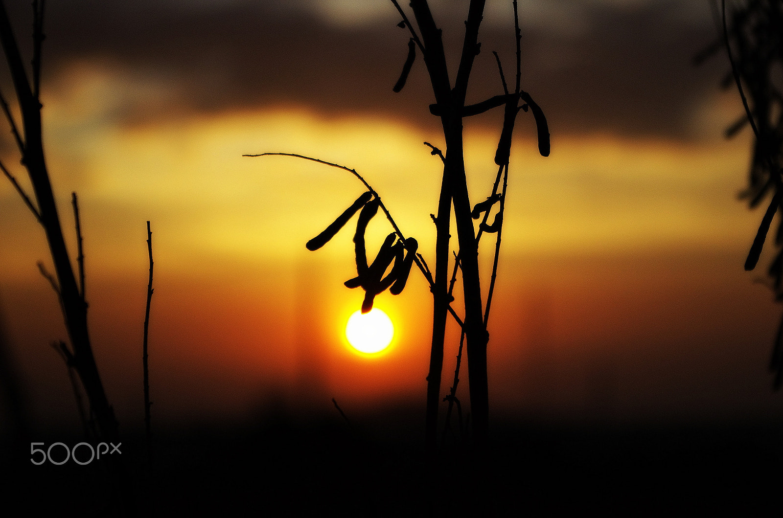 Pentax K-5 IIs + Pentax smc DA 18-55mm F3.5-5.6 AL WR sample photo. Found the sun was rising on the tree photography