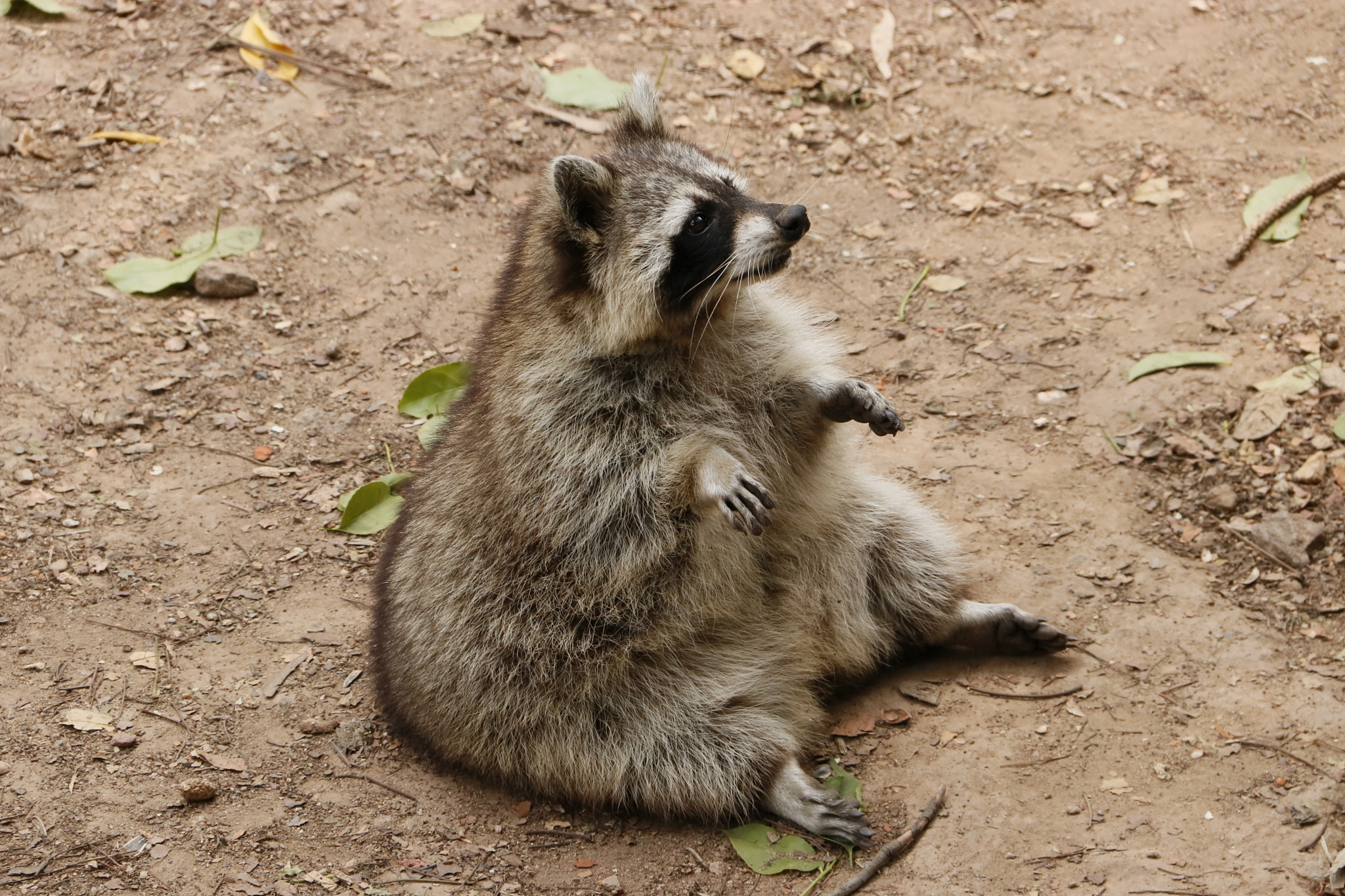 Canon EF-S 18-200mm F3.5-5.6 IS sample photo. Raccoon photography