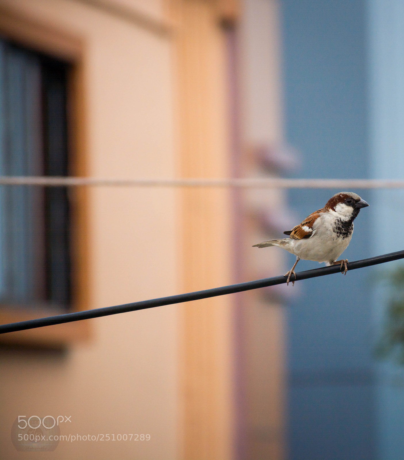 Nikon D5200 sample photo. Do not disturb, or photography