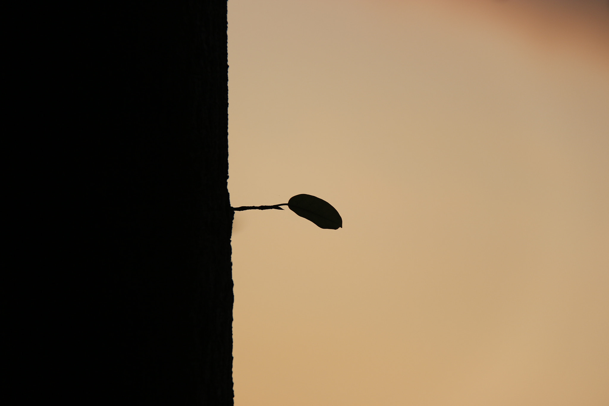 Canon EF-S 18-200mm F3.5-5.6 IS sample photo. Shoots 夕阳西下，榕树新芽 photography