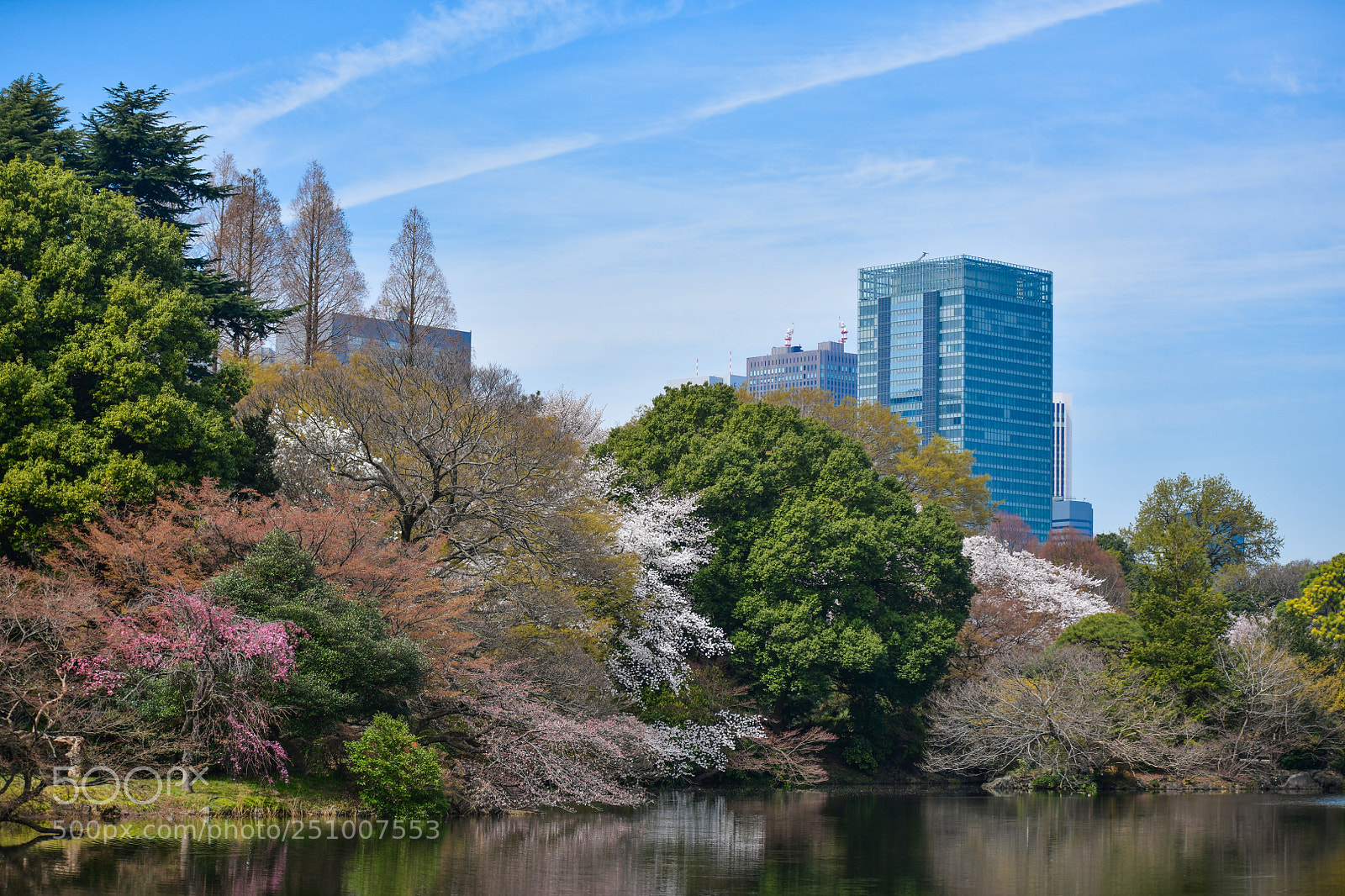 Nikon D850 sample photo. Shinjuku-gyoen photography