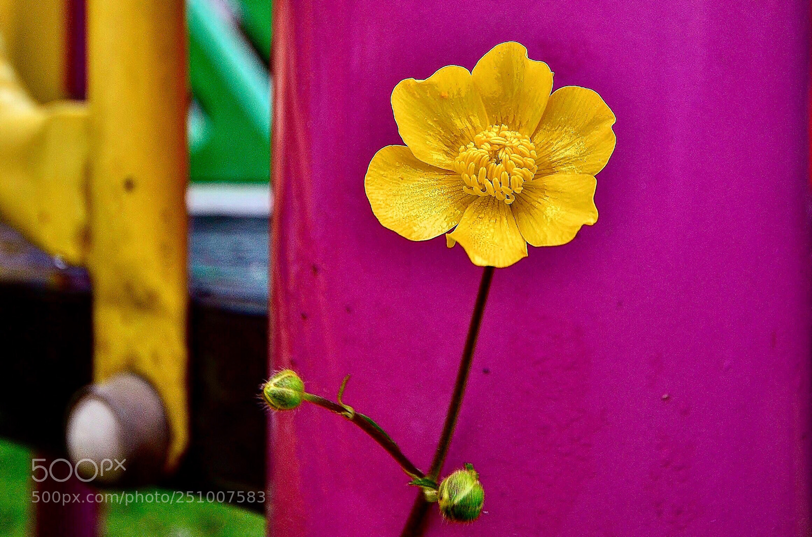 Nikon D7000 sample photo. Yellow love photography