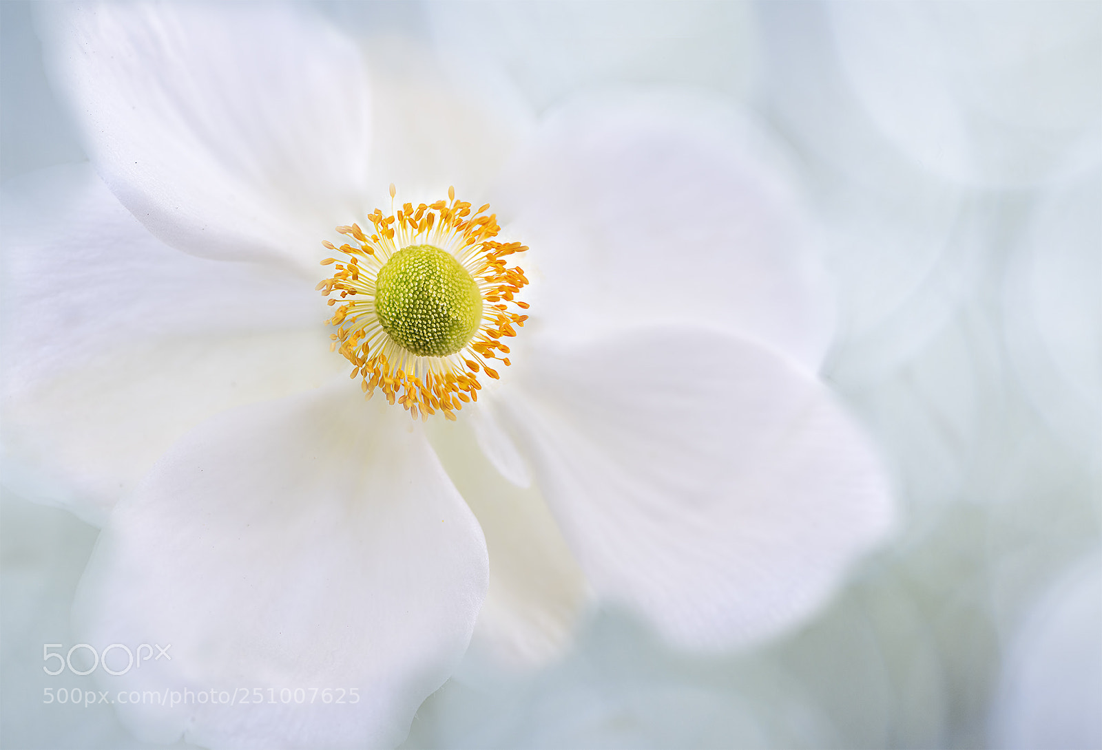 Nikon D810 sample photo. Beauty in the wind photography
