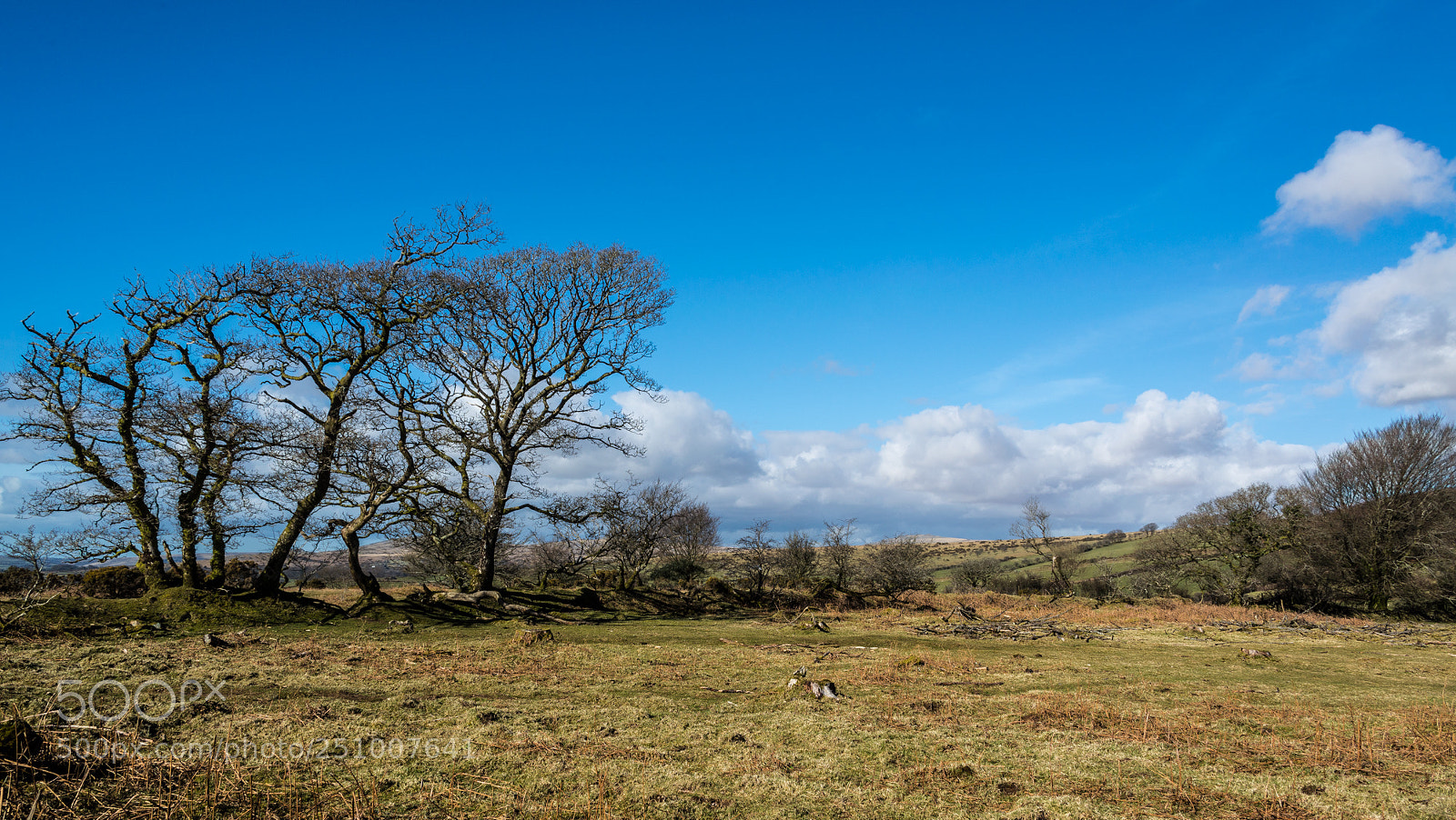 Nikon D610 sample photo. Naked trees at lowery photography