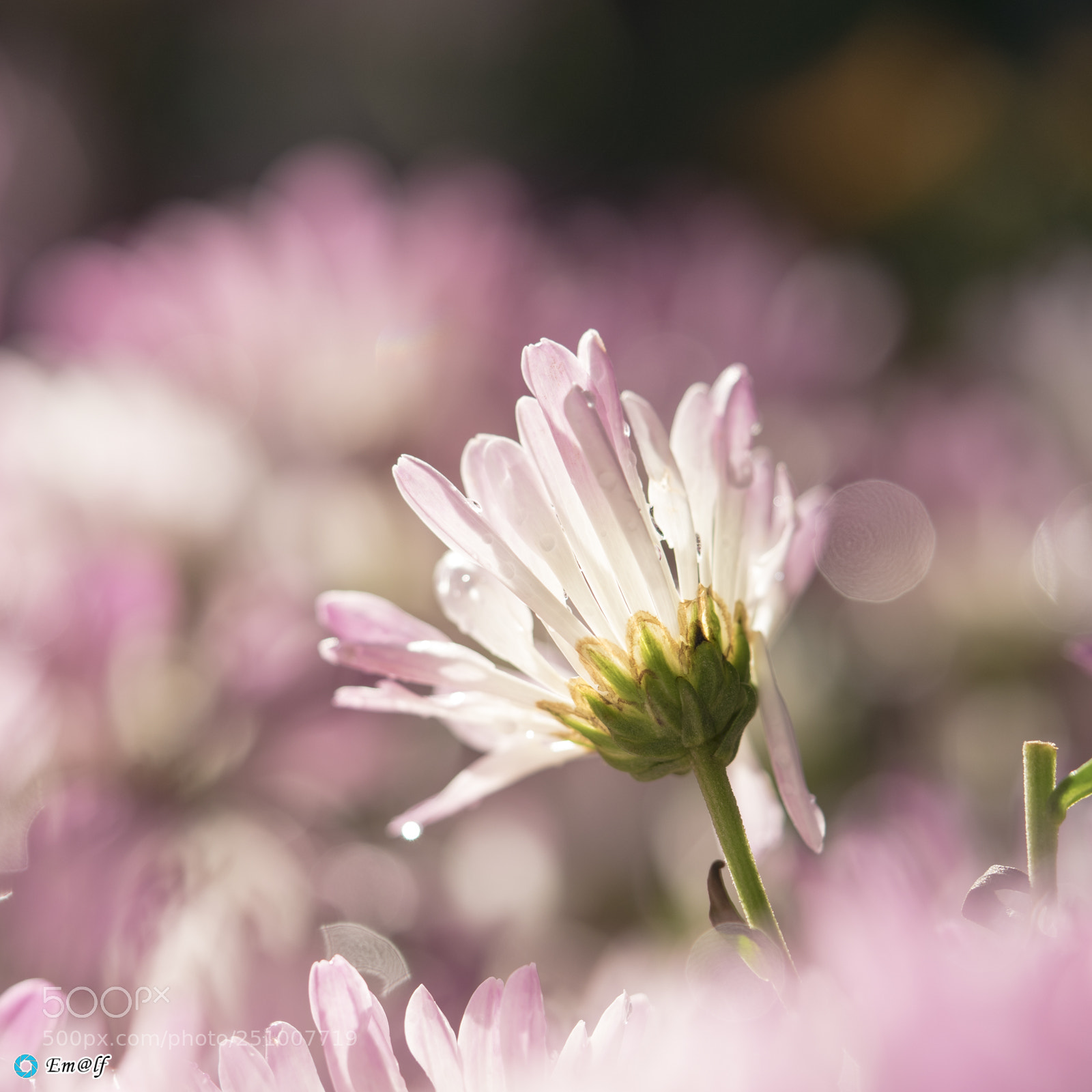 Sony a7 sample photo. Dsc photography