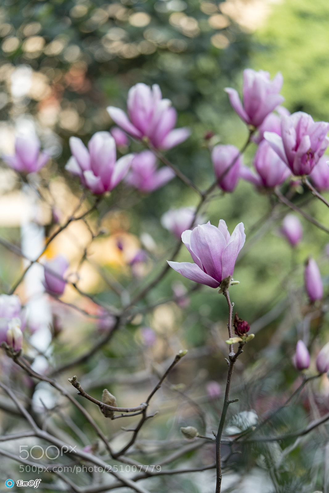 Sony a7R II sample photo. Efr photography