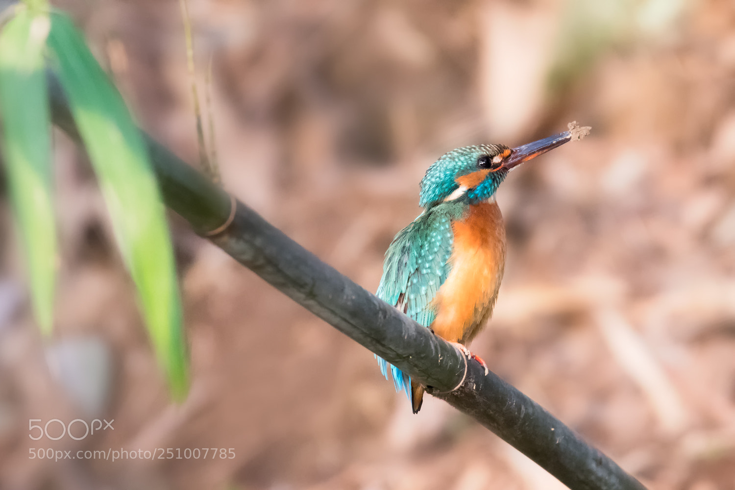 Canon EOS 80D sample photo. Kingfisher photography