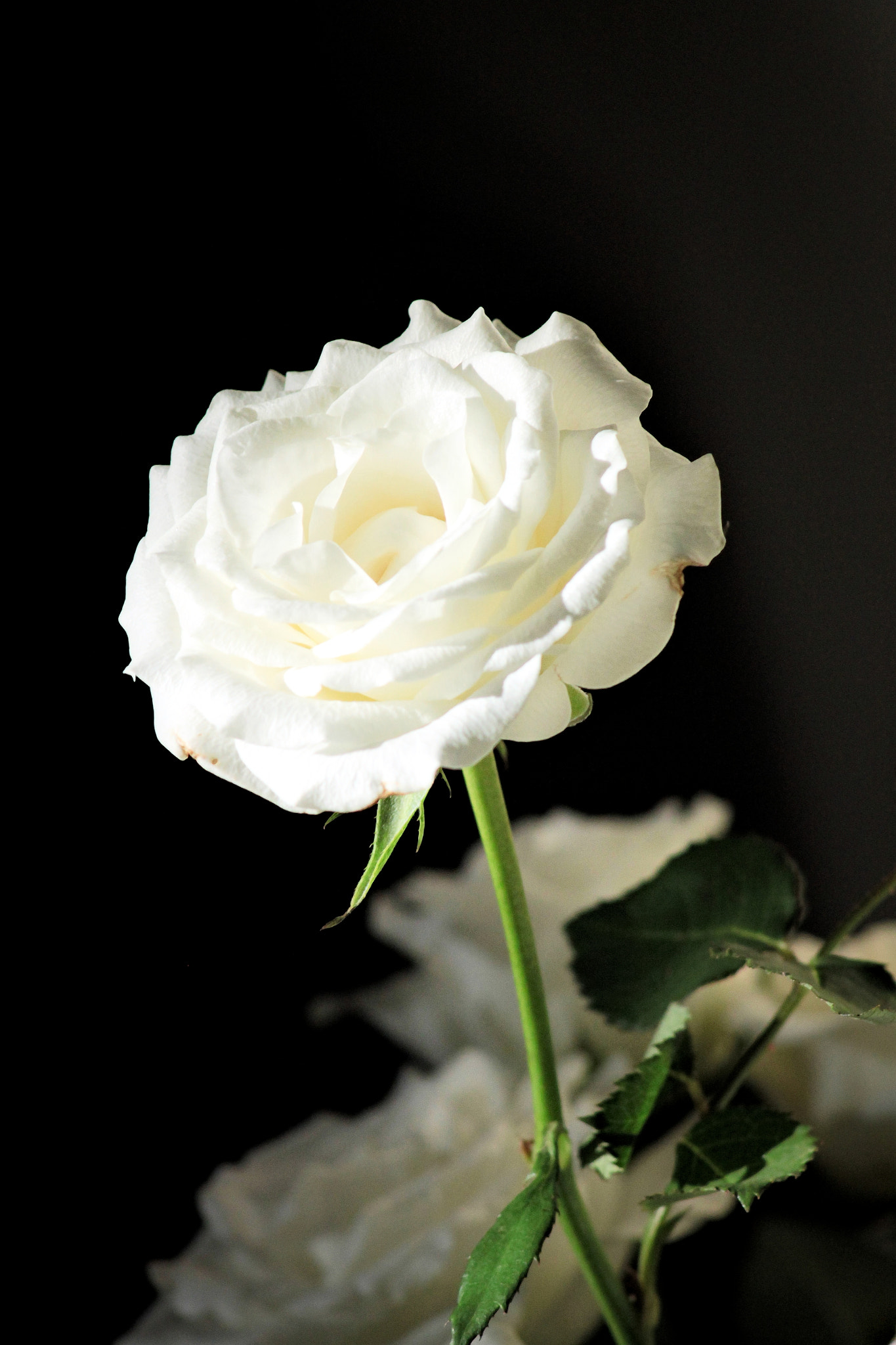 Canon EOS 500D (EOS Rebel T1i / EOS Kiss X3) sample photo. Flower photography