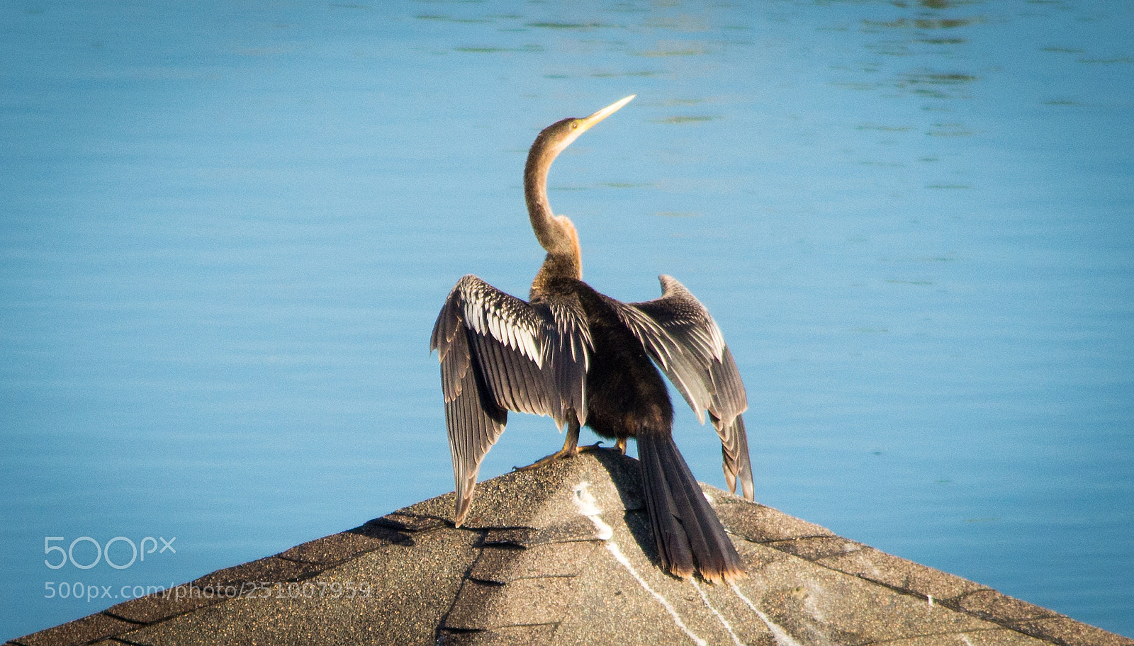 Nikon D3200 sample photo. Anhinga photography