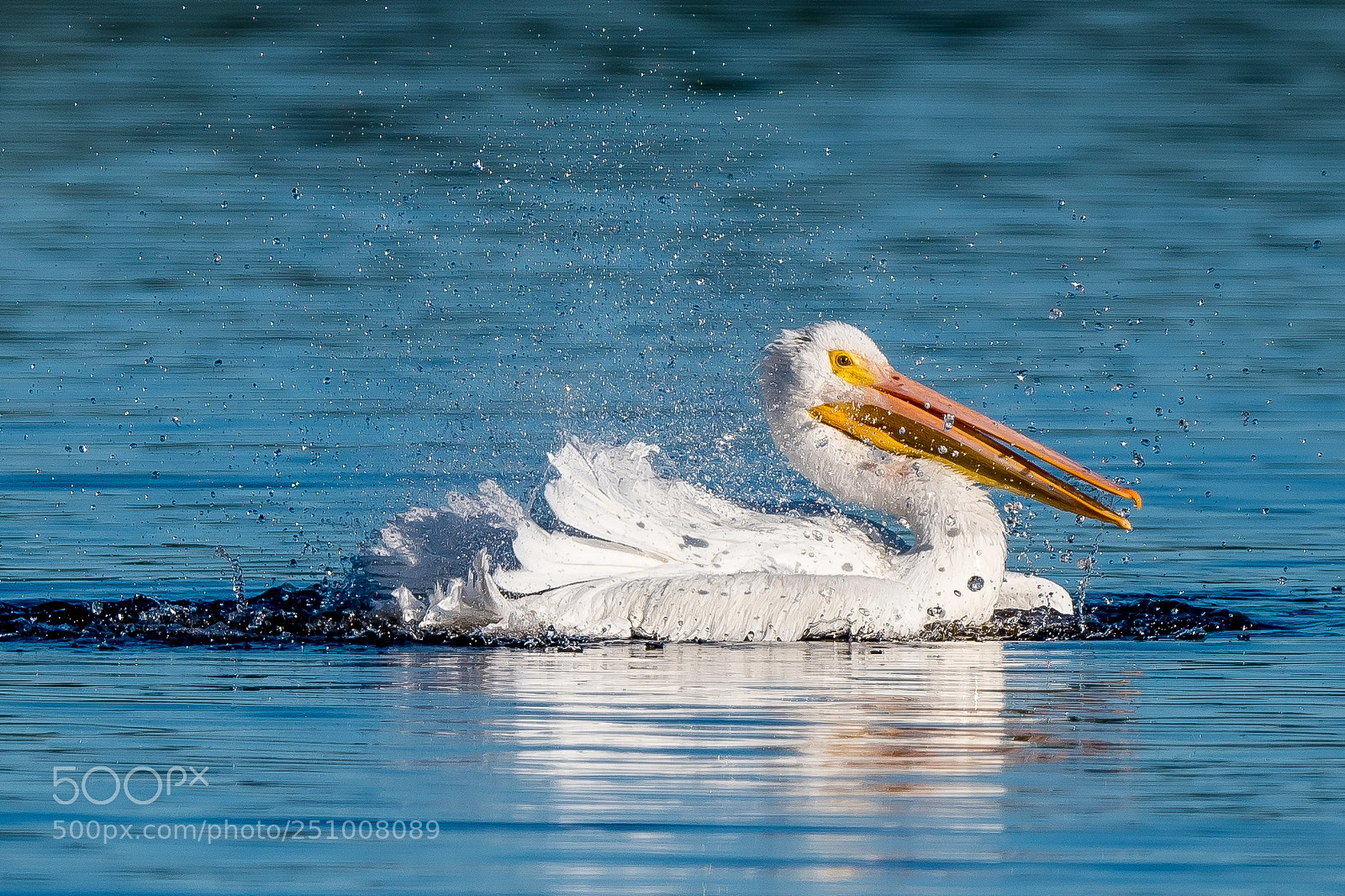 Nikon D500 sample photo. Pelican splash... photography