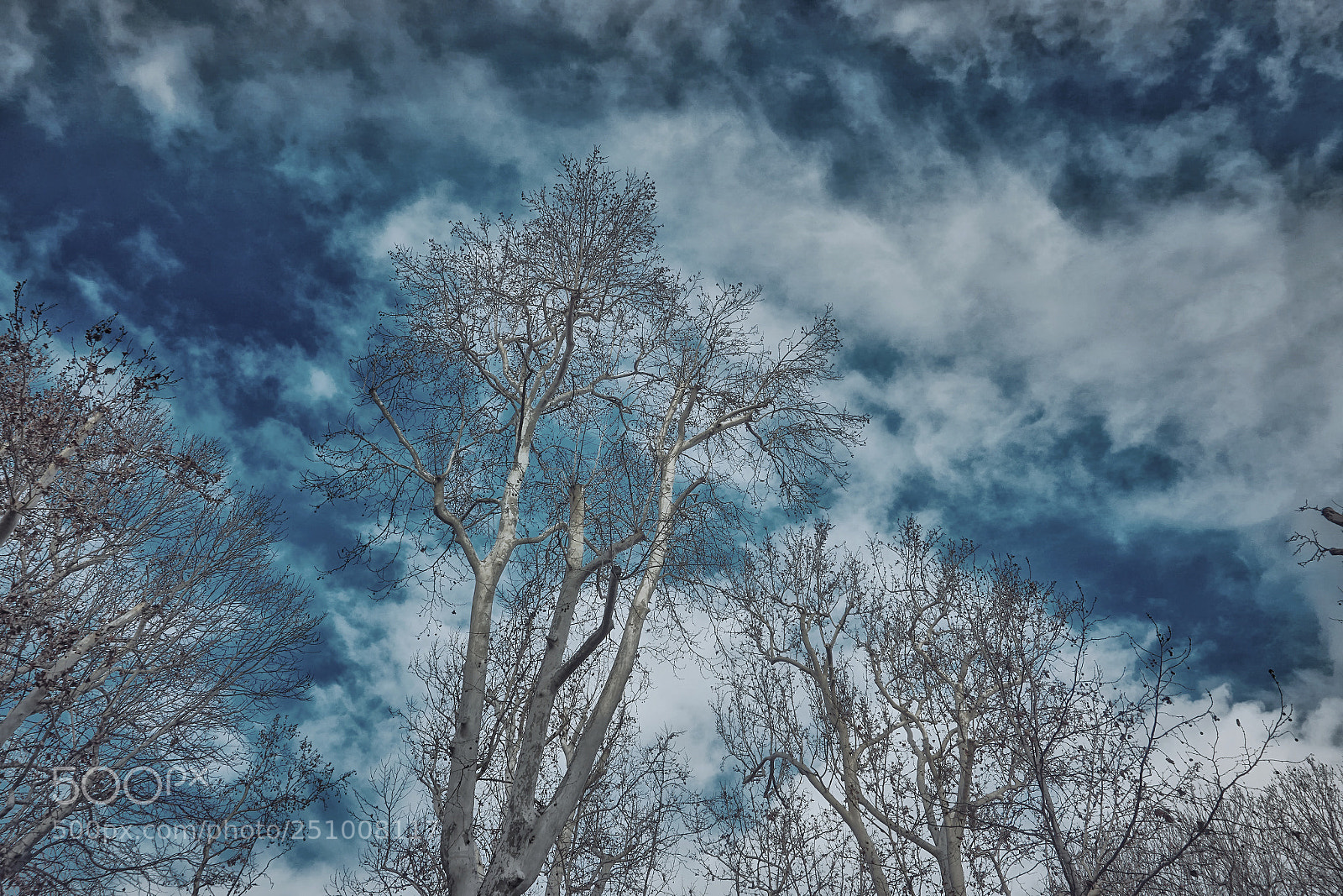 Sony a6000 sample photo. Upwards photography