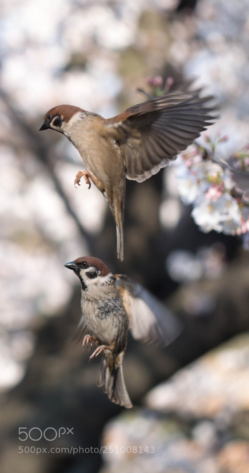 Olympus PEN E-PL6 sample photo. Spring birds photography