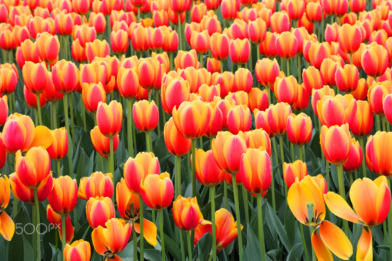 Canon EOS 5DS R sample photo. Tulip photography