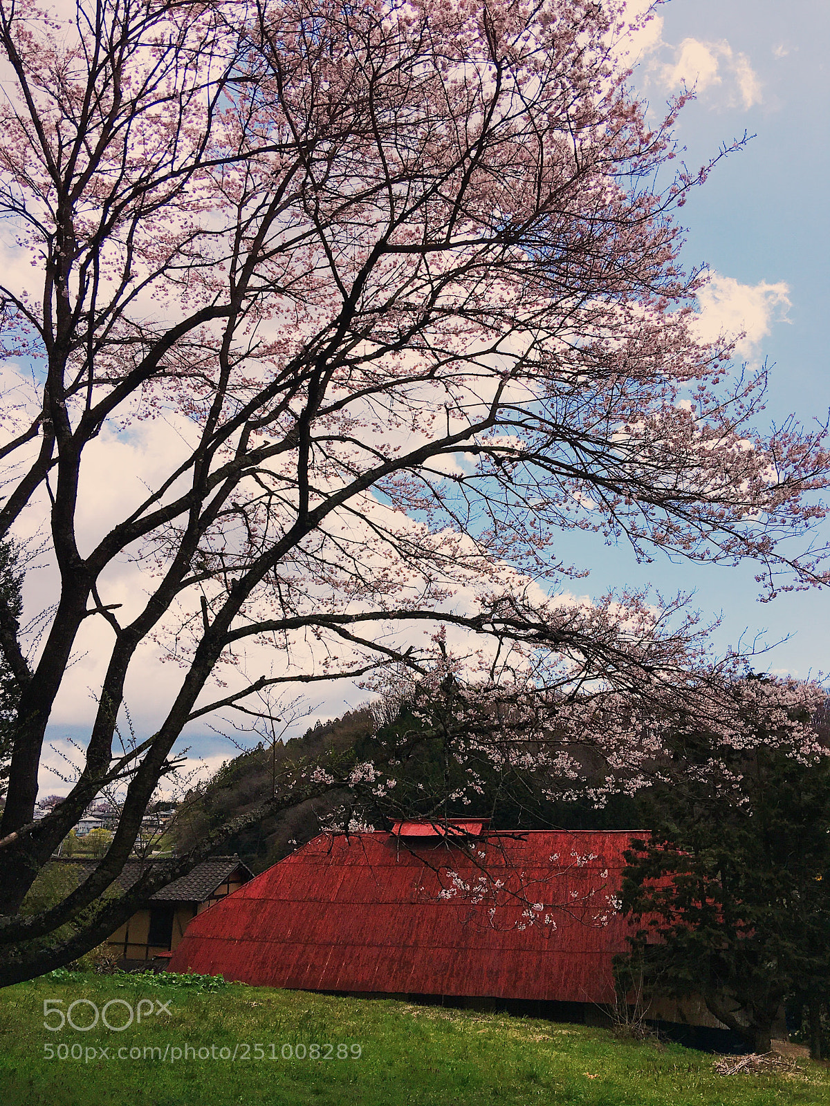Apple iPhone 6s Plus sample photo. Ｓａｋｕｒａ photography