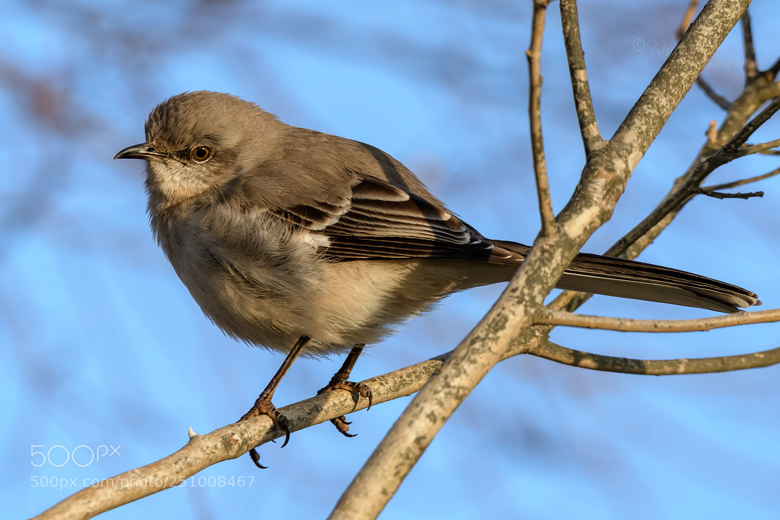 Nikon D500 sample photo. Northern mockingbird photography