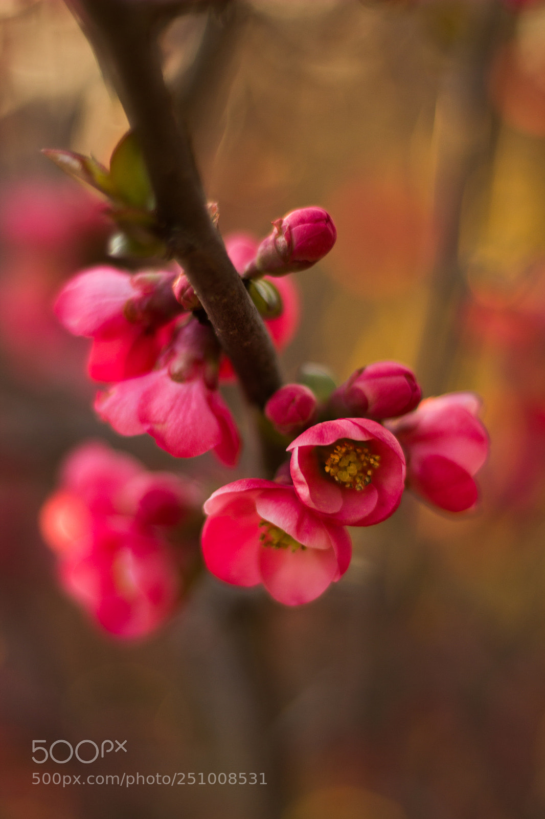 Canon EOS 600D (Rebel EOS T3i / EOS Kiss X5) sample photo. Blossom photography