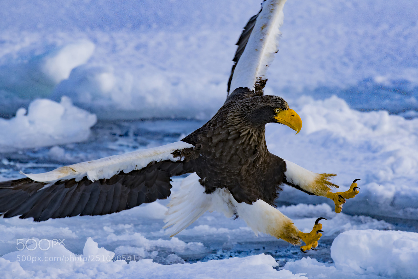 Nikon D850 sample photo. Stellar's sea eagle photography