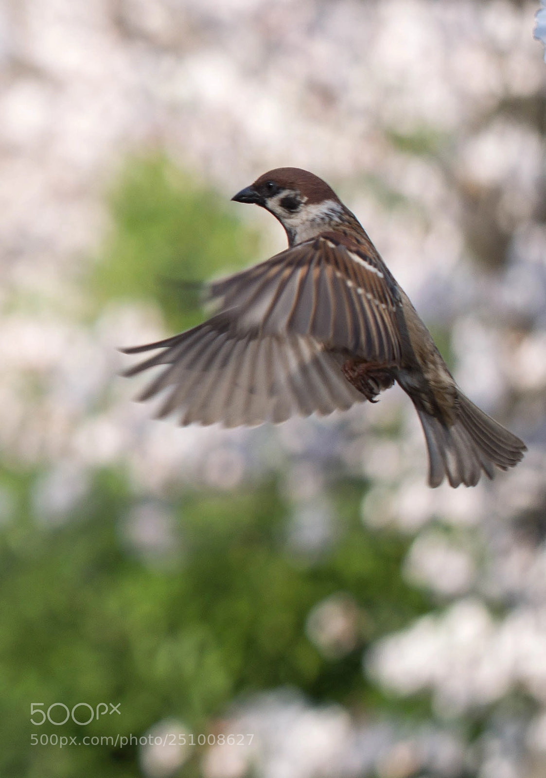 Olympus PEN E-PL6 sample photo. Spring bird photography