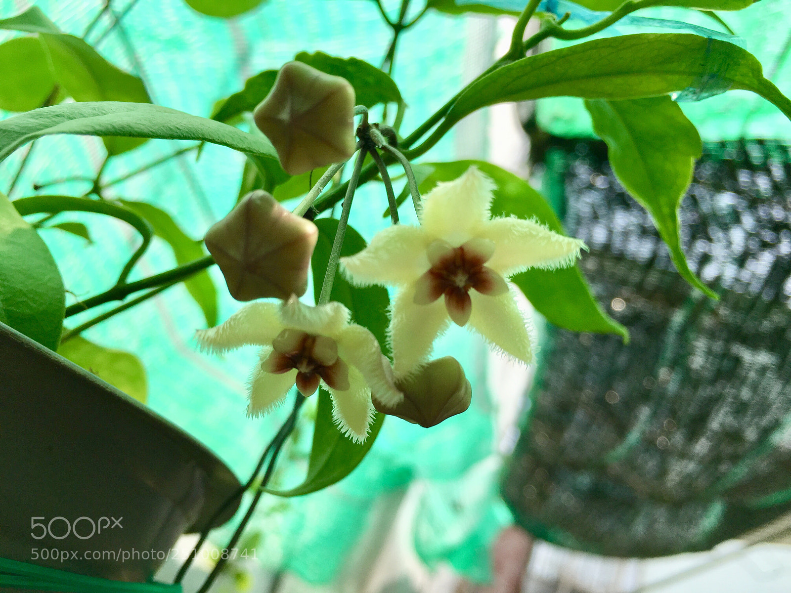 Apple iPhone 6s sample photo. Hoya boutii photography