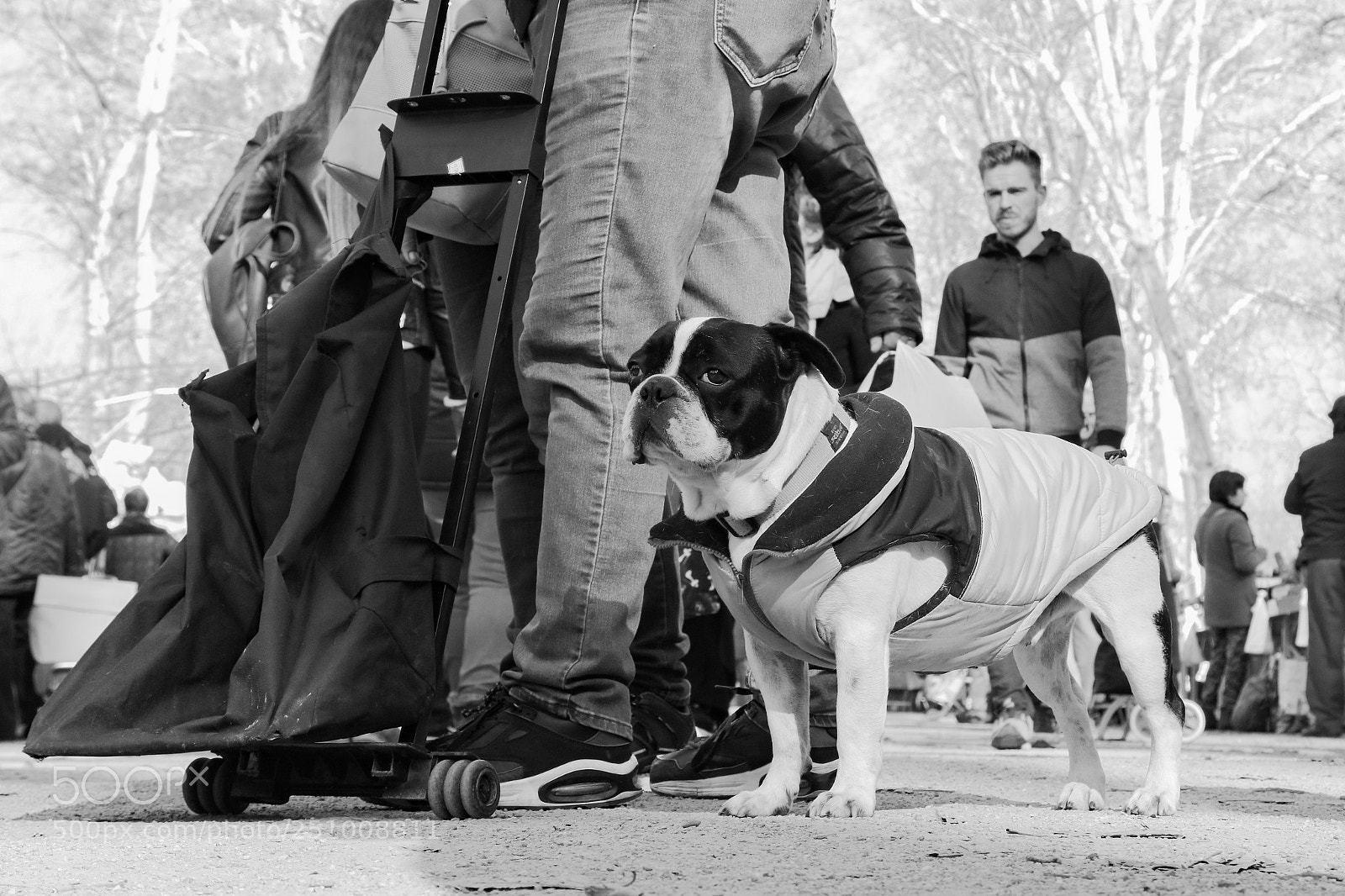 Canon EOS 5DS R sample photo. French bulldog in spain ;) photography