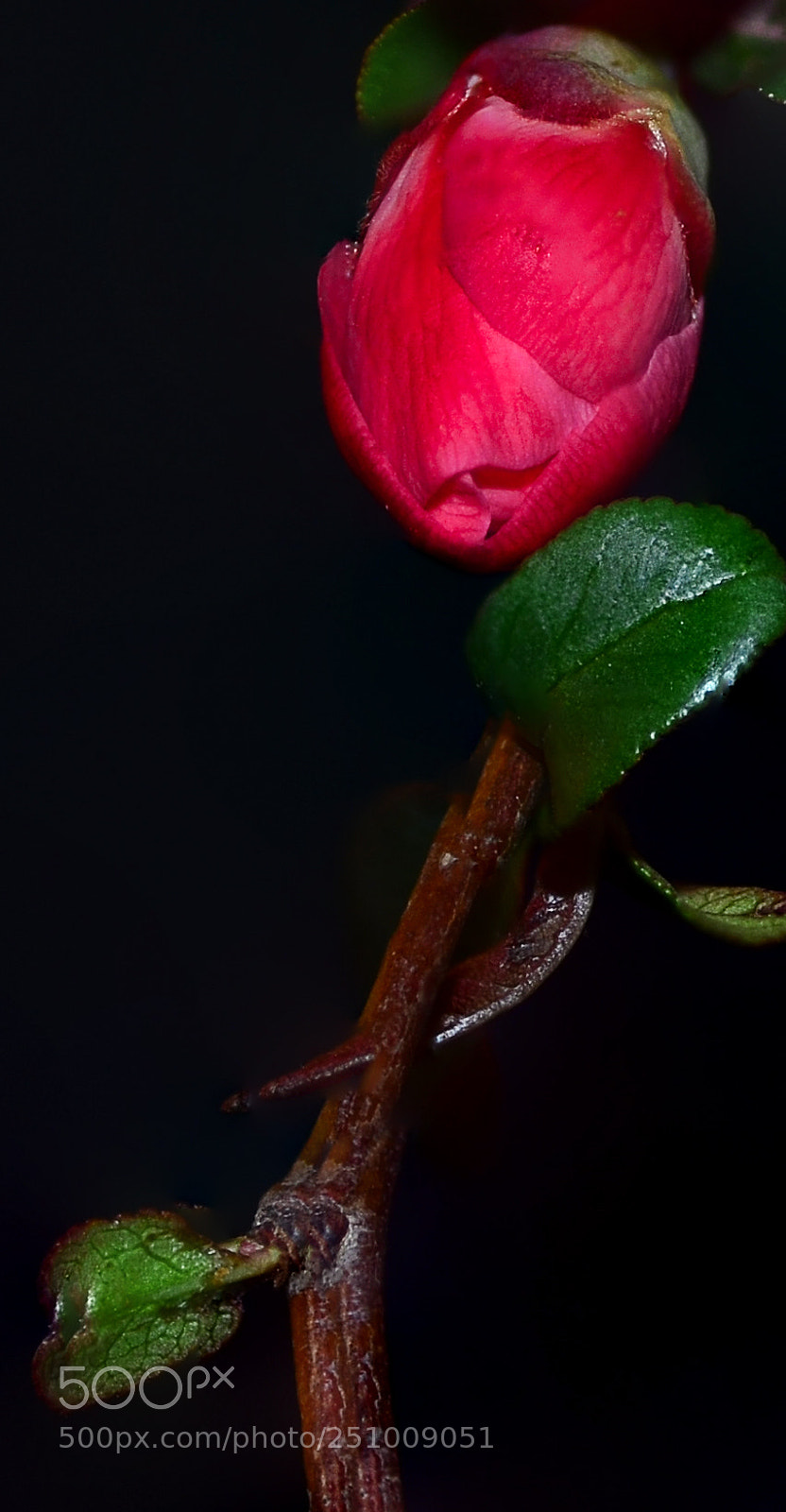 Nikon D7000 sample photo. Rose photography