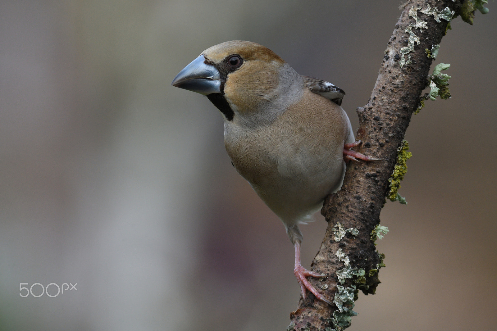 Nikon D500 sample photo. Gros bec casse-noyaux photography