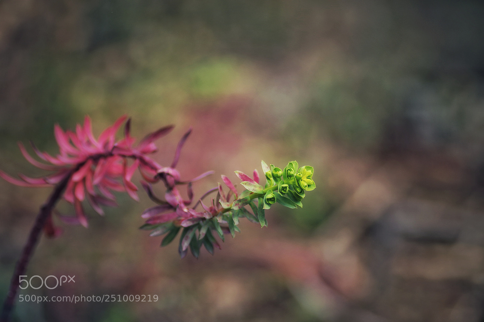 Pentax K-S2 sample photo. Flamboyant photography