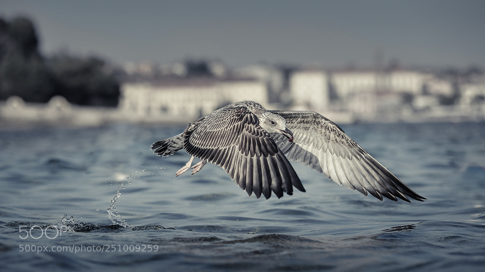 Nikon D700 sample photo. Seagull photography