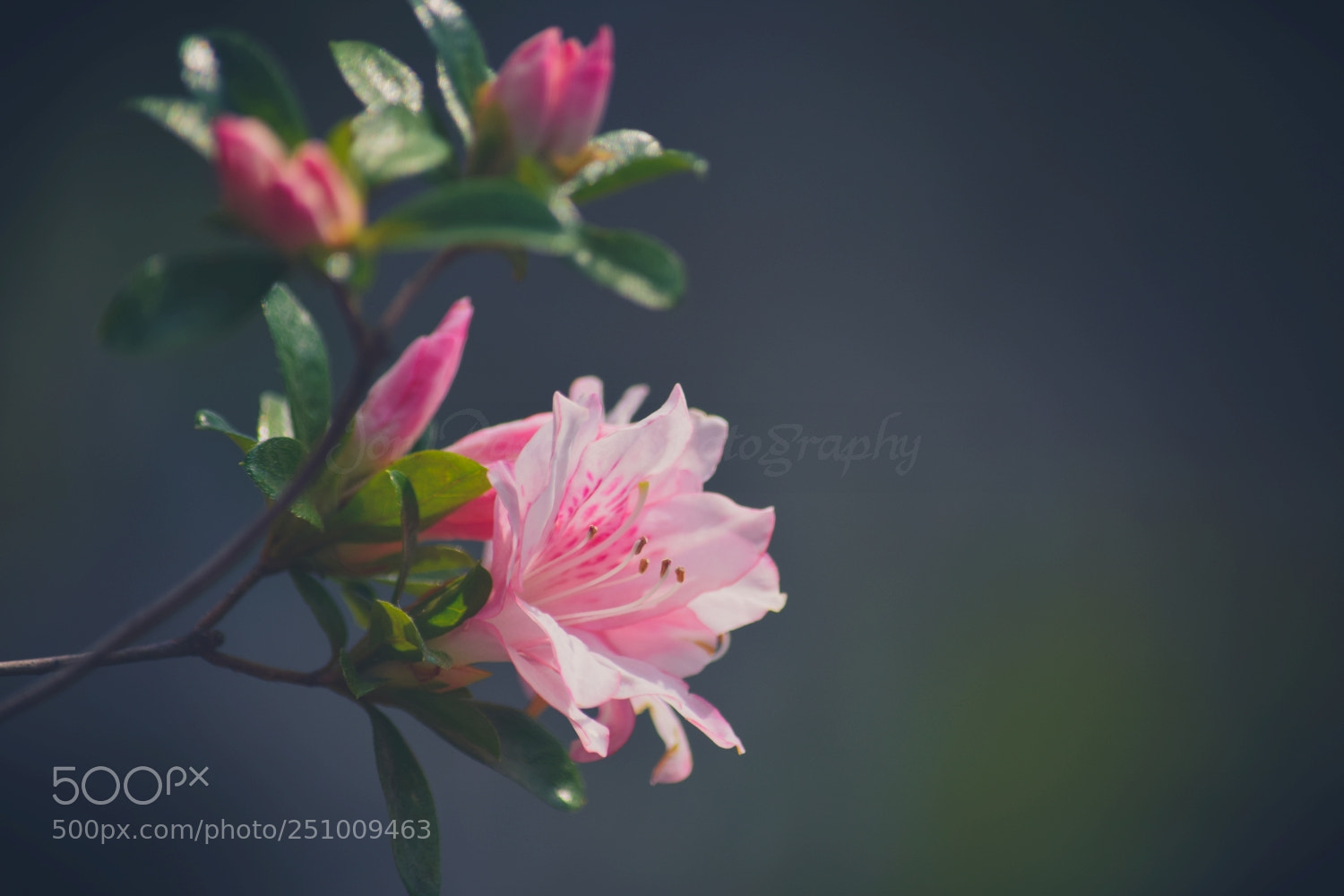 Nikon D5300 sample photo. Azalee photography