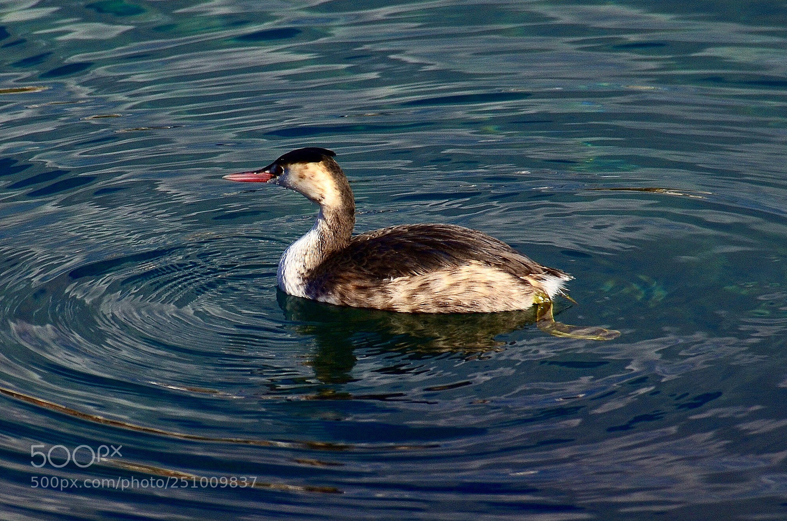 Nikon D7000 sample photo. Mİla moya photography