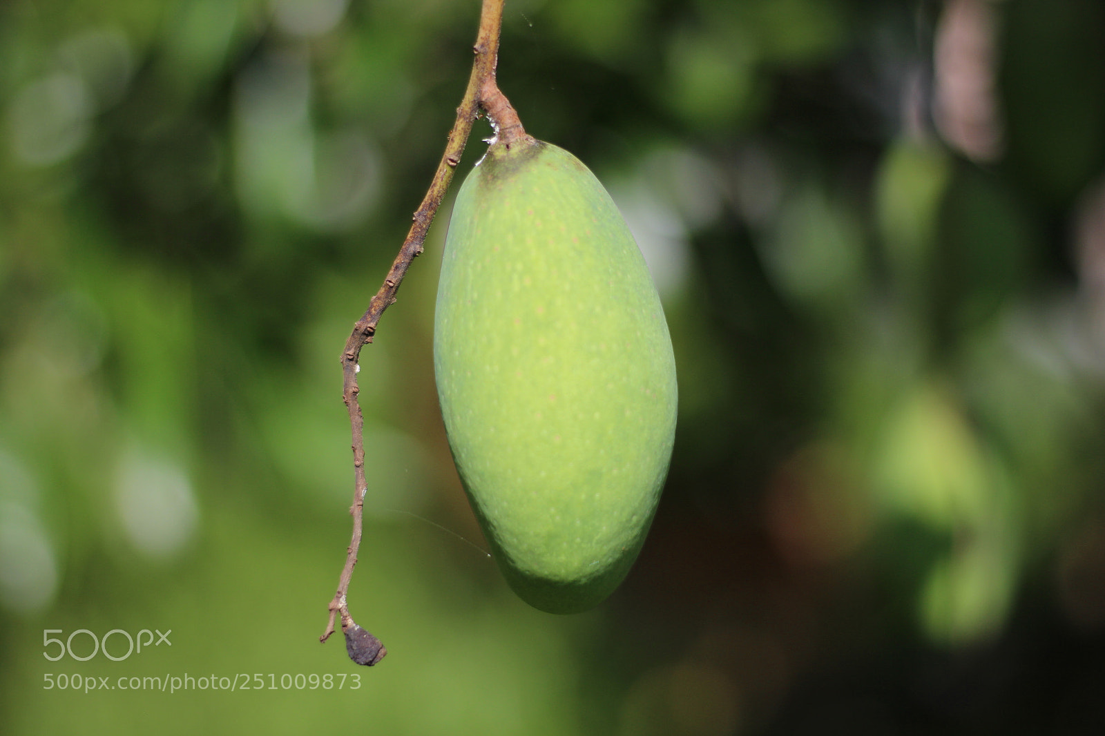 Canon EOS 700D (EOS Rebel T5i / EOS Kiss X7i) + Canon EF 50mm F1.8 STM sample photo. Its all about #mango photography