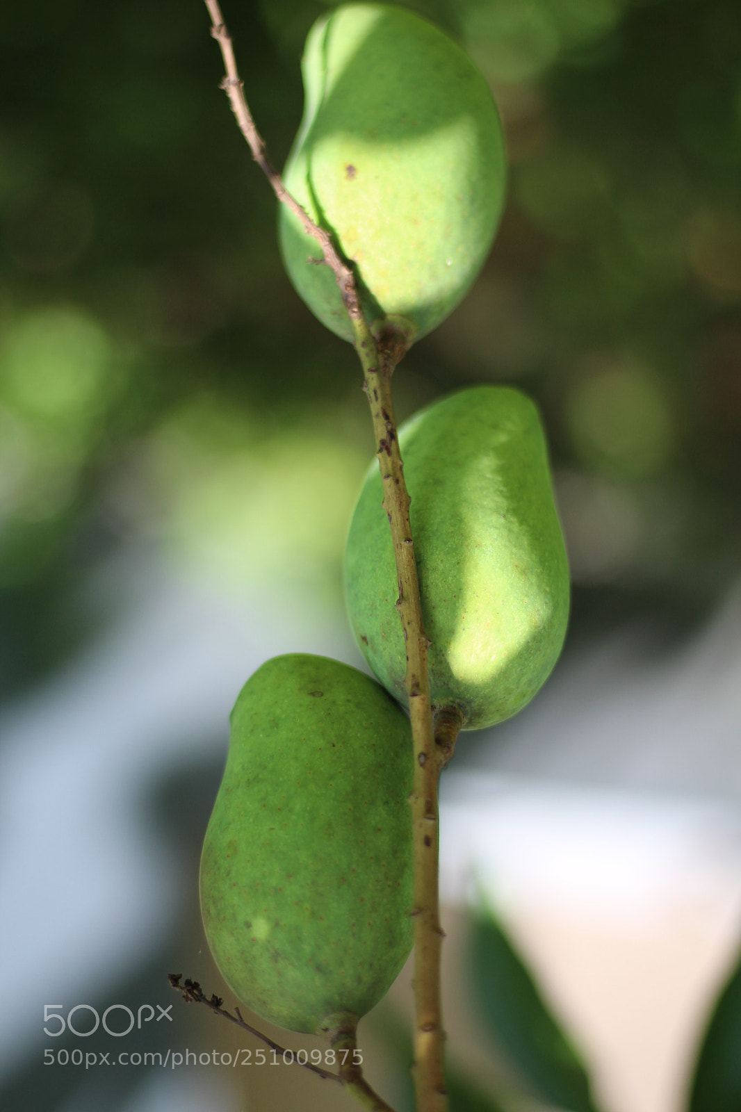 Canon EOS 700D (EOS Rebel T5i / EOS Kiss X7i) sample photo. Its all about #mango photography