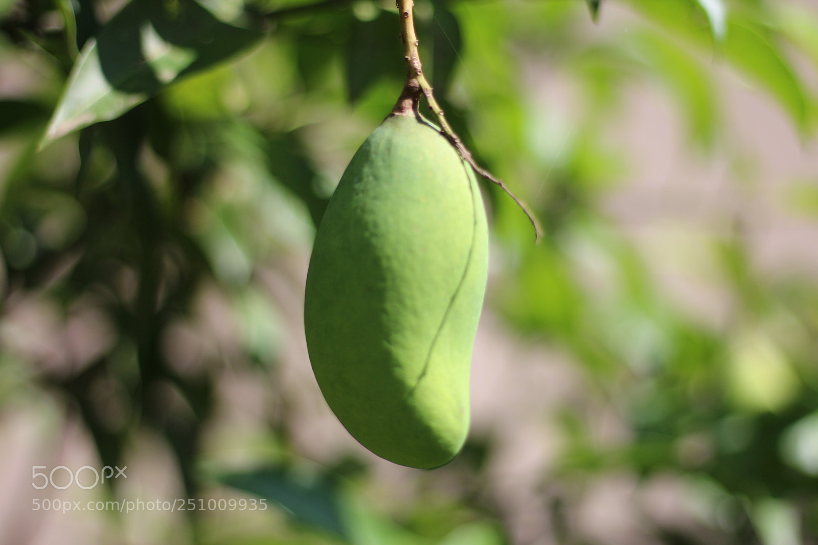 Canon EOS 700D (EOS Rebel T5i / EOS Kiss X7i) + Canon EF 50mm F1.8 STM sample photo. Its all about #mango photography