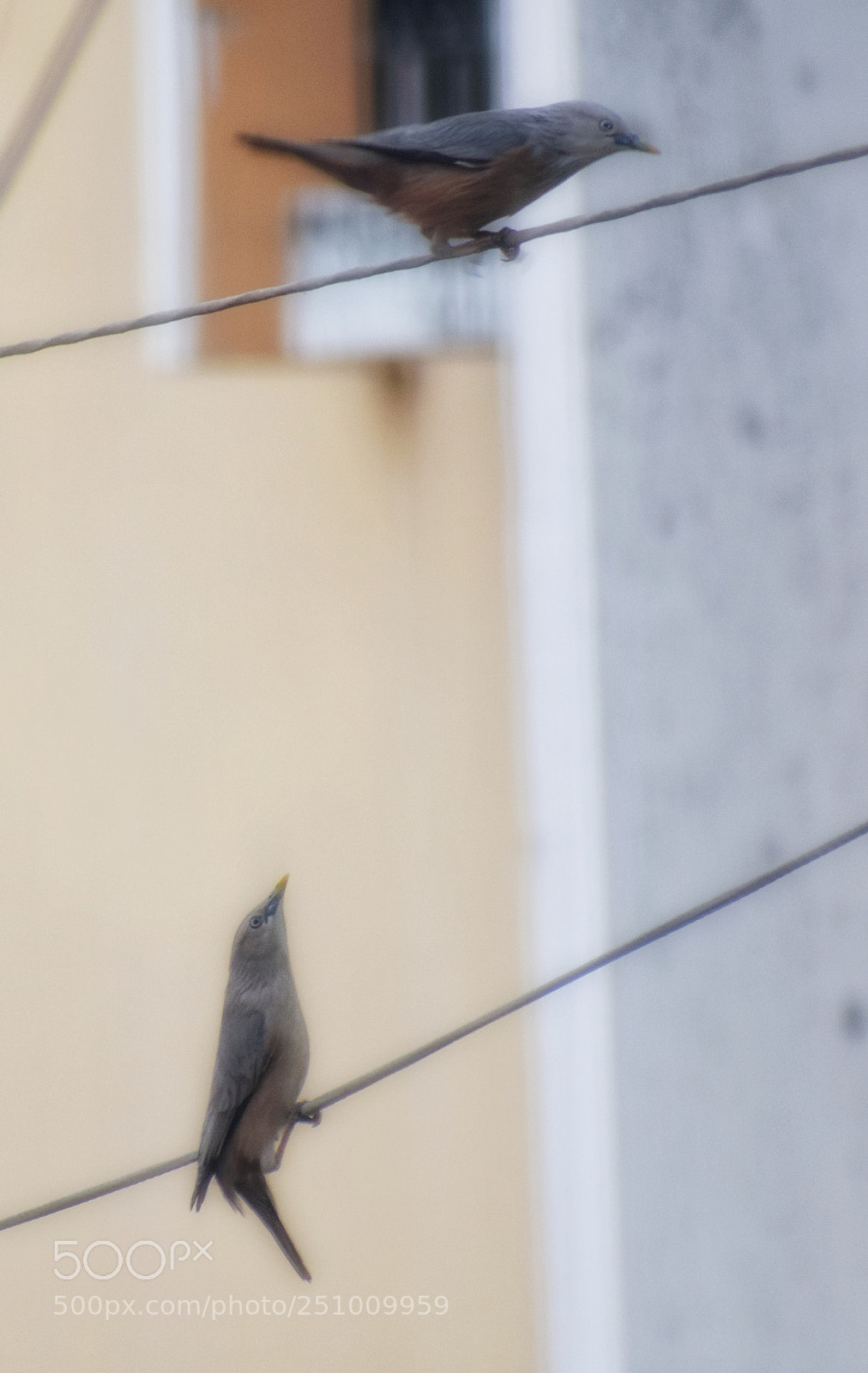 Nikon D3300 sample photo. Chestnut tailed starling photography