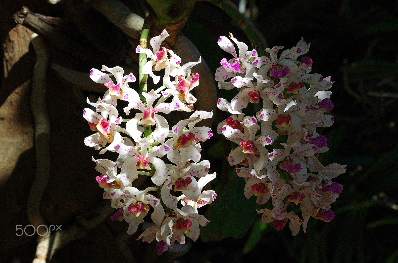 Pentax K-5 IIs + Pentax smc DA 18-55mm F3.5-5.6 AL WR sample photo. Orchid in my garden photography