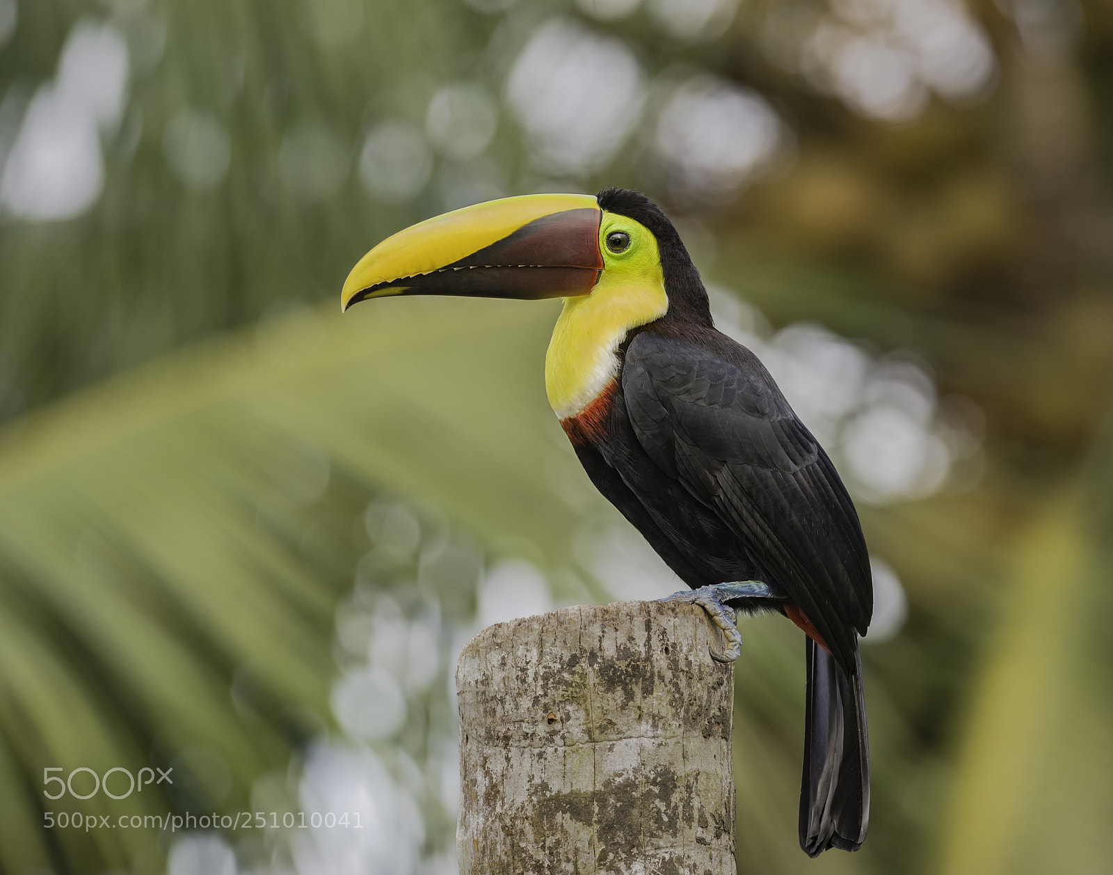Nikon D4 sample photo. A black mandibled toucan photography