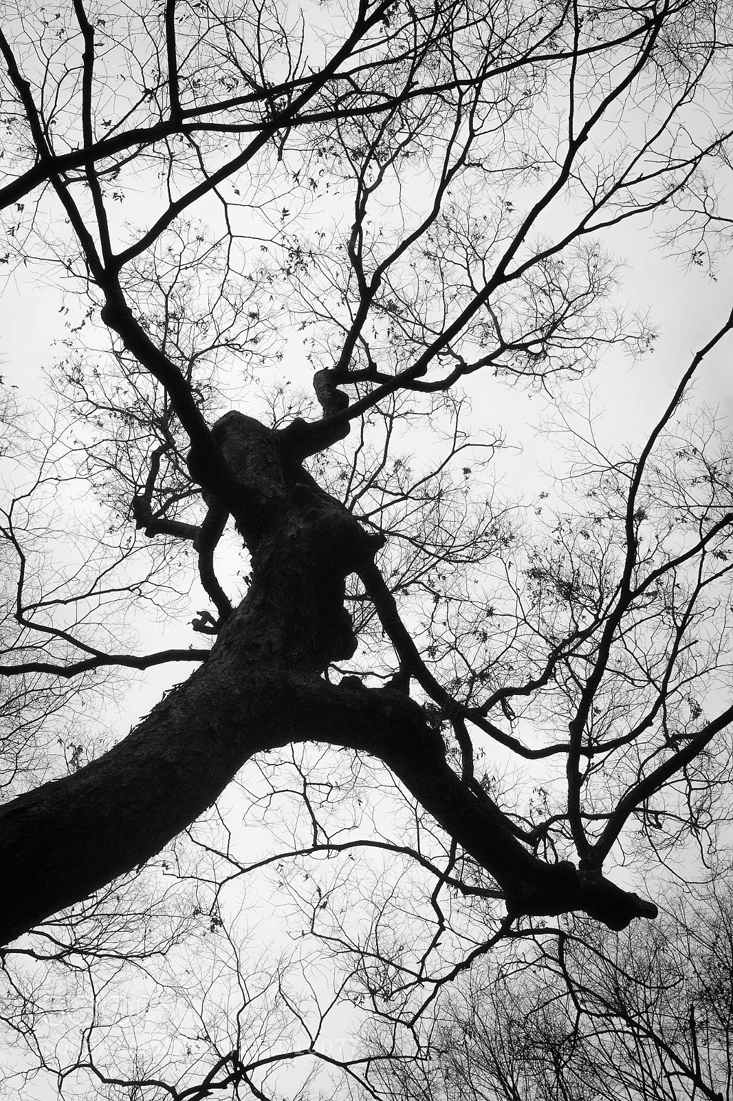 Canon EOS 100D (EOS Rebel SL1 / EOS Kiss X7) sample photo. A running spring photography