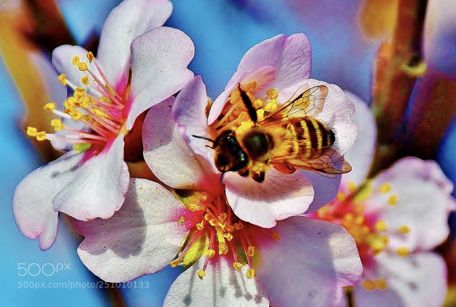 Nikon D7000 sample photo. The bee on work photography