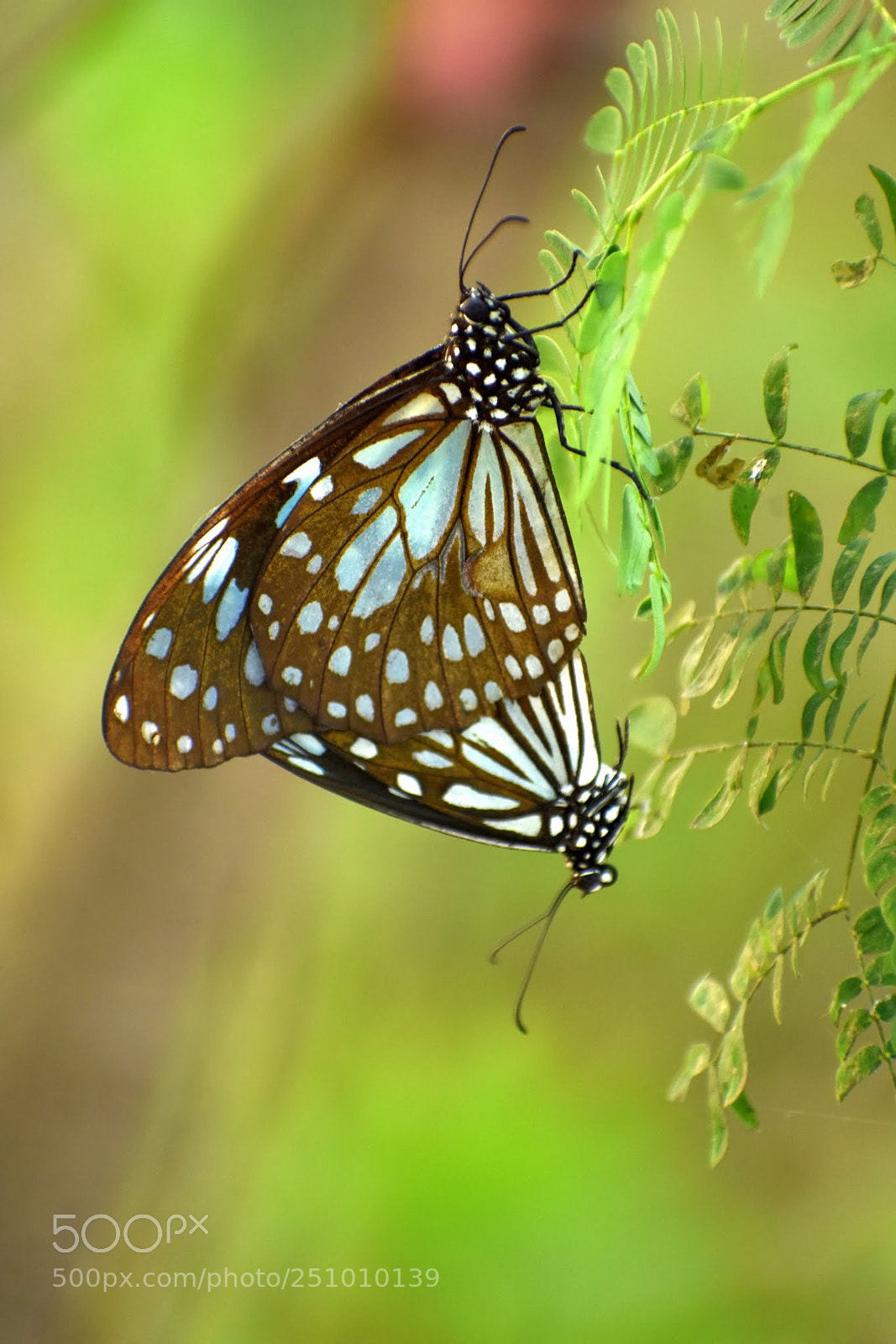 Nikon D7200 sample photo. Butterflies photography