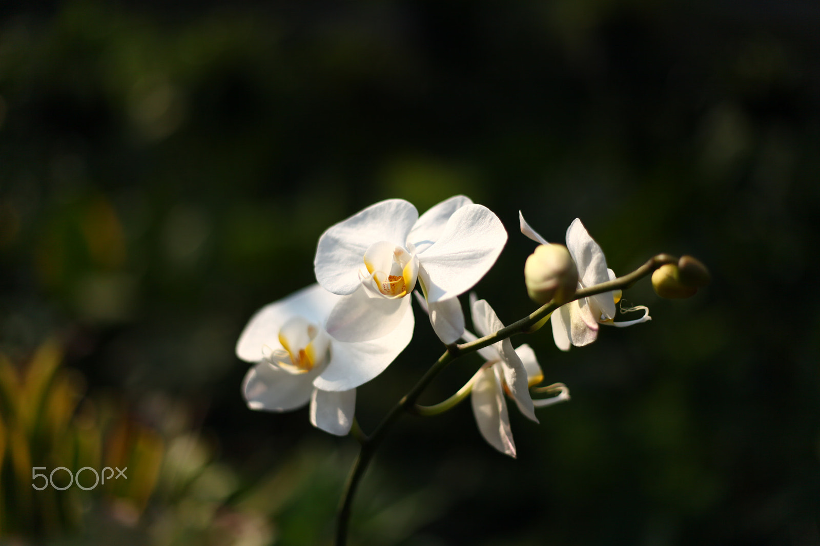 Canon EF 50mm F1.8 II sample photo. White phalaenopsis photography