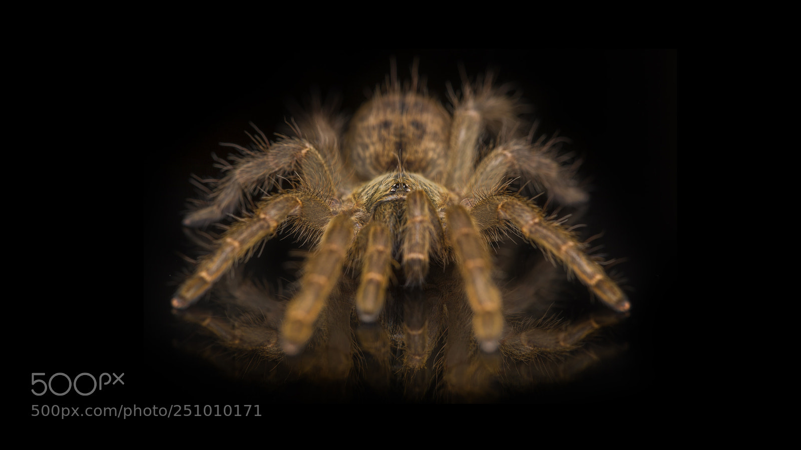Canon EOS 5D Mark IV sample photo. Pterinochilus lugardi photography