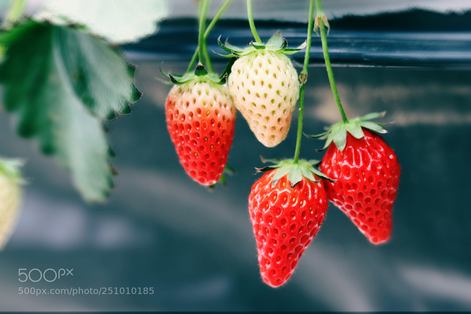 Canon EOS 77D (EOS 9000D / EOS 770D) sample photo. Strawberry photography