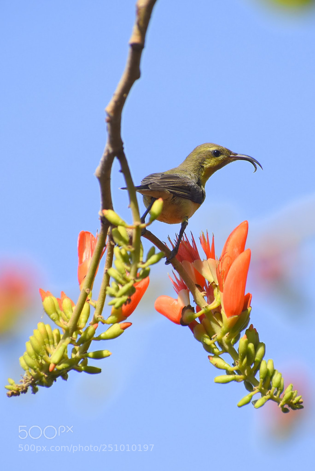 Nikon D7200 sample photo. Sunbird photography