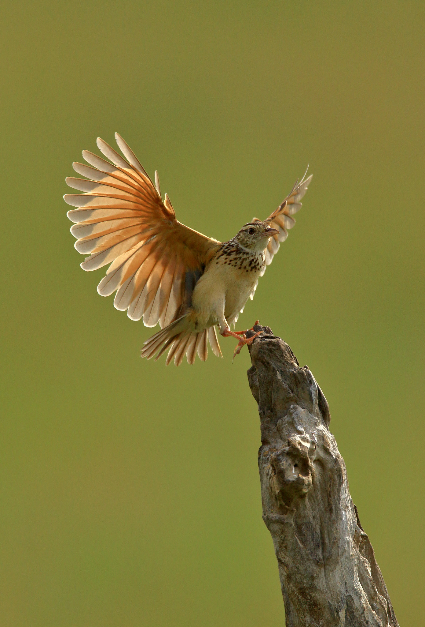 Canon EOS 7D Mark II + Canon EF 500mm F4L IS USM sample photo. Color wings photography