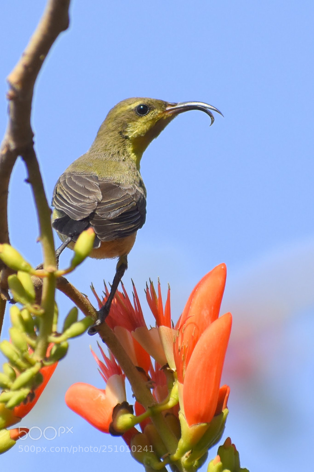 Nikon D7200 sample photo. Sunbird photography