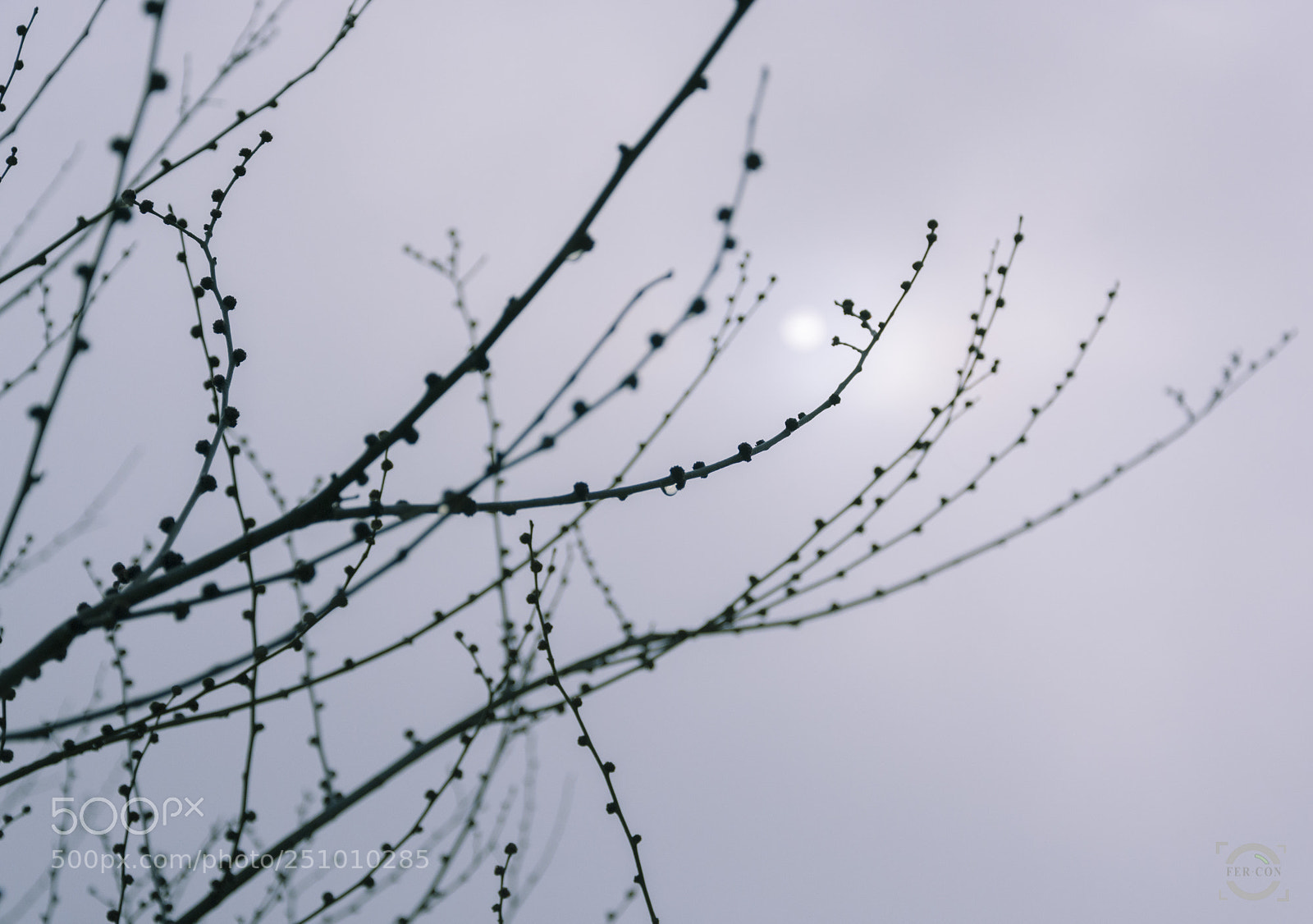 Nikon D7100 sample photo. Branches photography