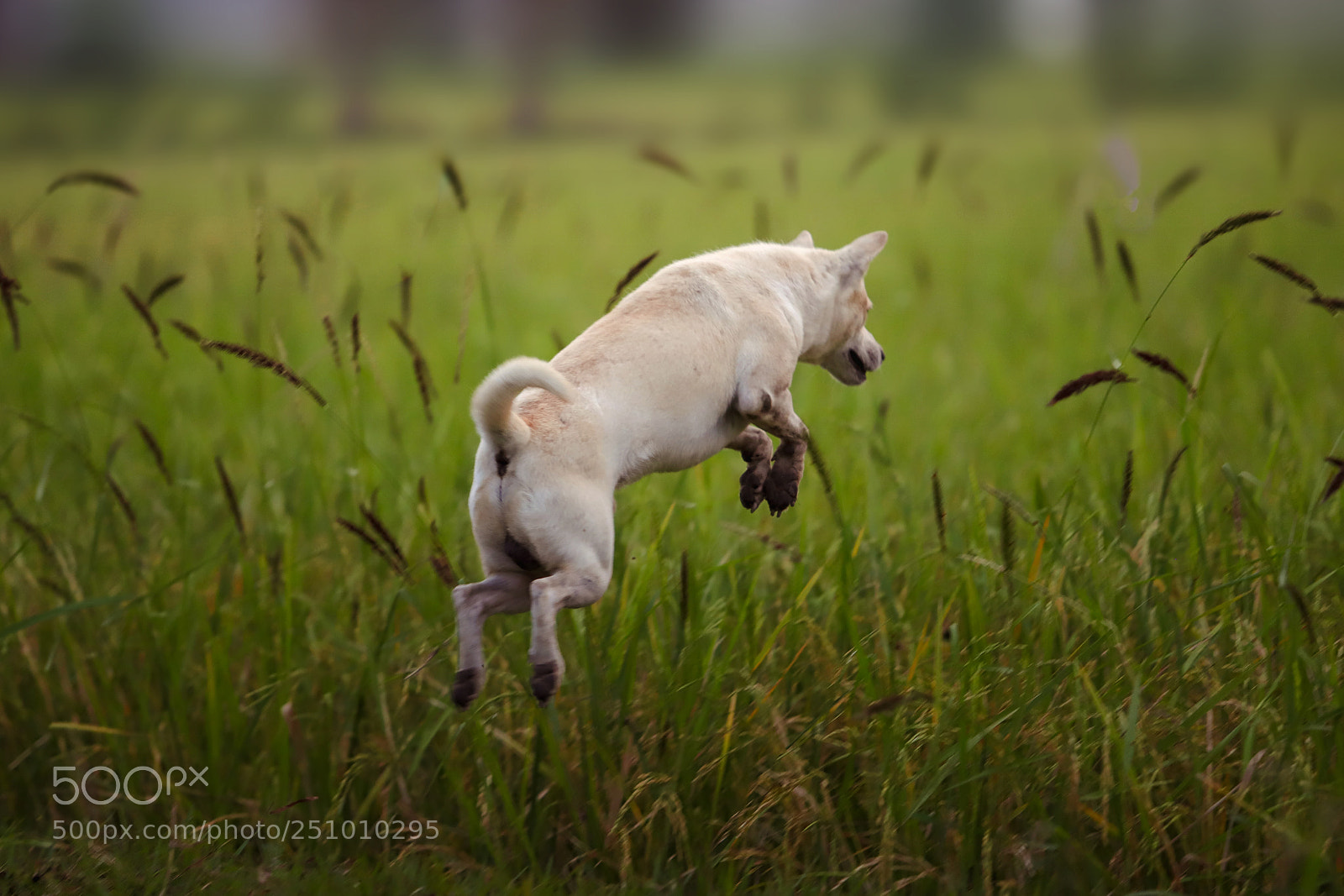 Canon EOS 6D Mark II sample photo. Img photography