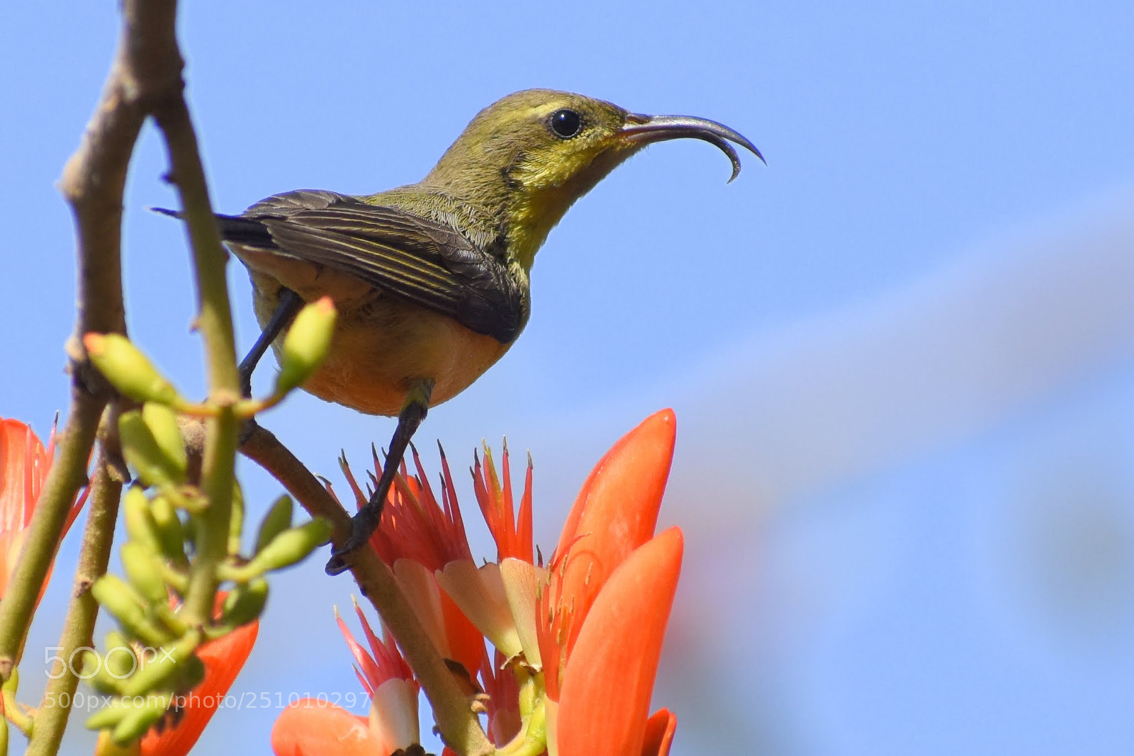Nikon D7200 sample photo. Sunbird photography