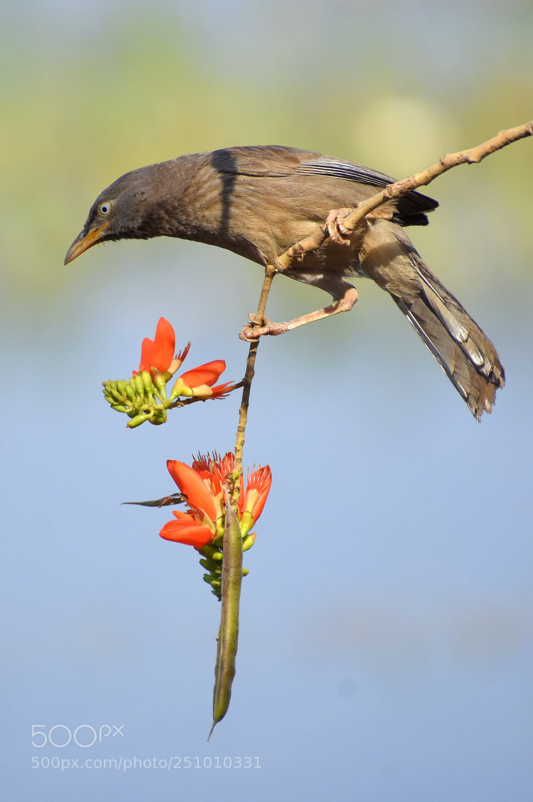 Nikon D7200 sample photo. Jungle babbler photography