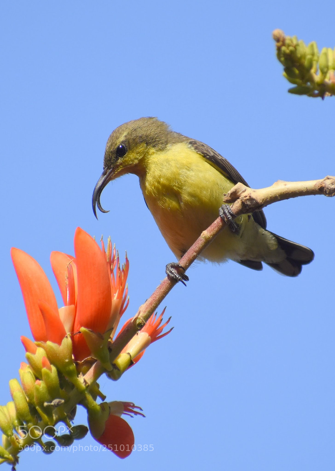 Nikon D7200 sample photo. Sunbird photography